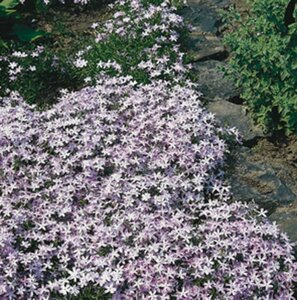 Phlox subulata 'Emerald Cushion Blue' P9 - afbeelding 4