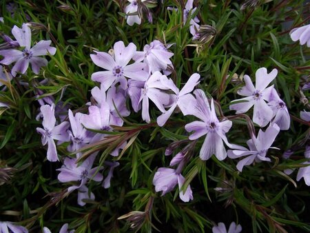 Phlox subulata 'Emerald Cushion Blue' P9 - afbeelding 5