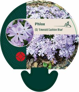 Phlox subulata 'Emerald Cushion Blue' P9 - afbeelding 8