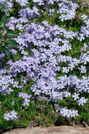 Phlox subulata 'Emerald Cushion Blue' P9 - afbeelding 2