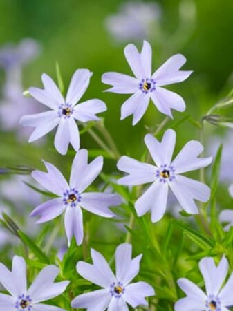 Phlox subulata 'Emerald Cushion Blue' P9 - afbeelding 6