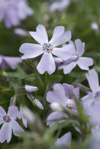 Phlox subulata 'Emerald Cushion Blue' P9 - afbeelding 3