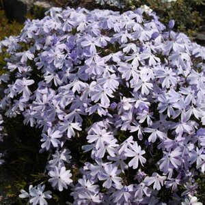 Phlox subulata 'Emerald Cushion Blue' P9 - afbeelding 7