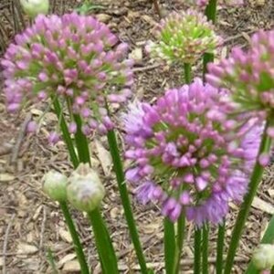 Allium 'Millennium' P9 - afbeelding 4