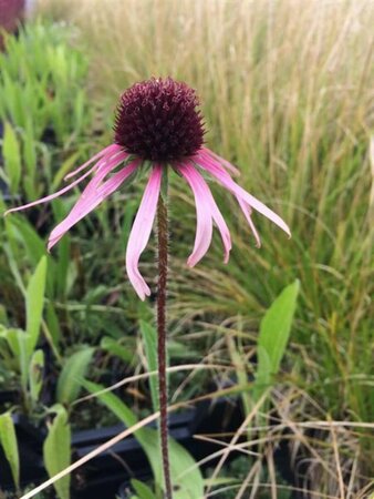 Echinacea pallida P9 - afbeelding 3