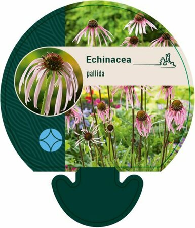 Echinacea pallida P9 - afbeelding 1