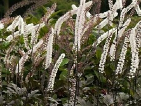 Actaea simplex 'Brunette' P9 - afbeelding 1