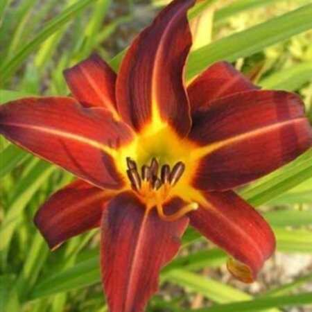 Hemerocallis 'Autumn Red' P9 - afbeelding 3