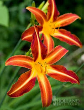 Hemerocallis 'Autumn Red' P9 - afbeelding 4