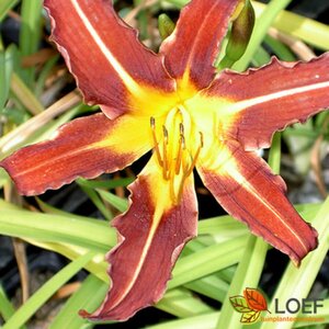 Hemerocallis 'Autumn Red' P9 - afbeelding 1