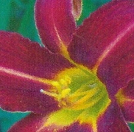 Hemerocallis 'Autumn Red' P9 - afbeelding 5