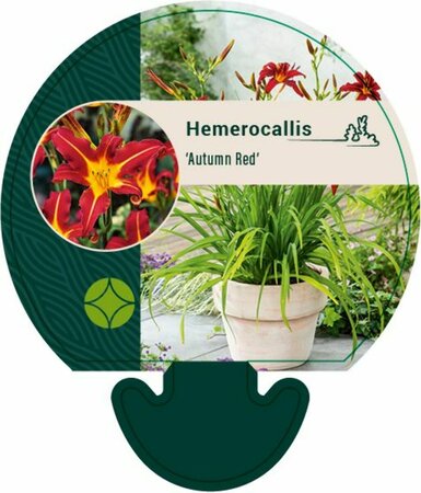 Hemerocallis 'Autumn Red' P9 - afbeelding 2