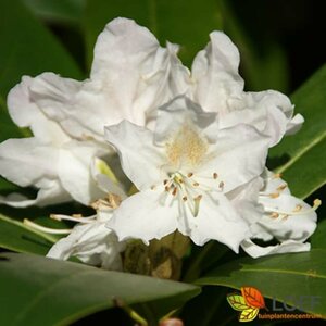 Rhododendron 'Cunningham's White' 60/80 KL. - afbeelding 3