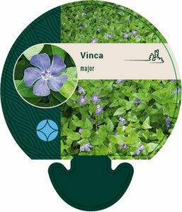 Vinca major P9 - afbeelding 8