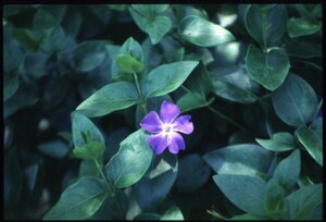 Vinca major P9 - afbeelding 1