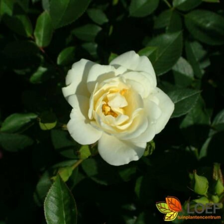 Rosa (H) 'Kent' C1.5 e.w. - afbeelding 1