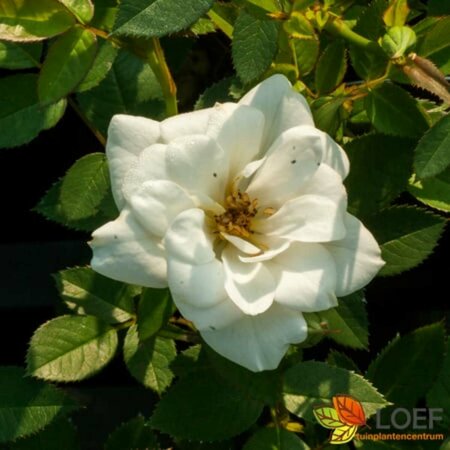 Rosa (H) 'Kent' C1.5 e.w. - afbeelding 2