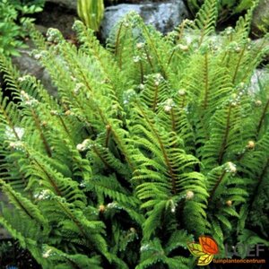 Polystichum setiferum 'Proliferum' C2 - afbeelding 9