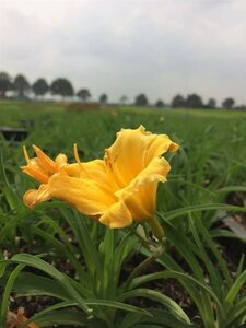 Hemerocallis 'Stella de Oro' P9 - afbeelding 4