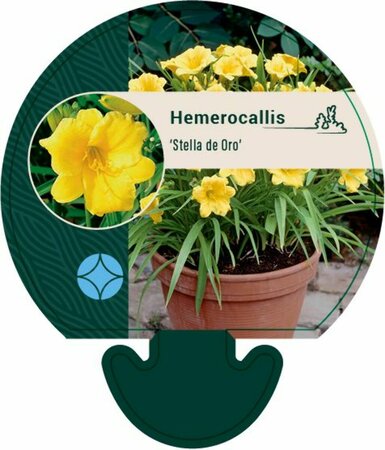 Hemerocallis 'Stella de Oro' P9 - afbeelding 3