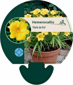 Hemerocallis 'Stella de Oro' P9 - afbeelding 3