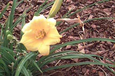 Hemerocallis 'Stella de Oro' P9 - afbeelding 1