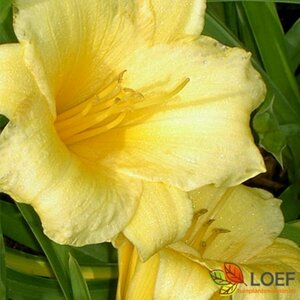 Hemerocallis 'Stella de Oro' P9 - afbeelding 2