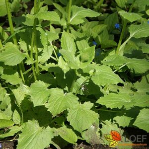 Doronicum orientale P9 - afbeelding 1