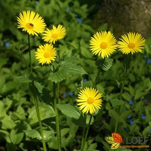 Doronicum orientale P9 - afbeelding 2