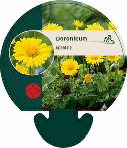 Doronicum orientale P9 - afbeelding 6