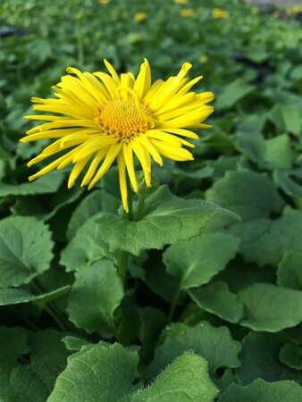 Doronicum orientale P9 - afbeelding 5