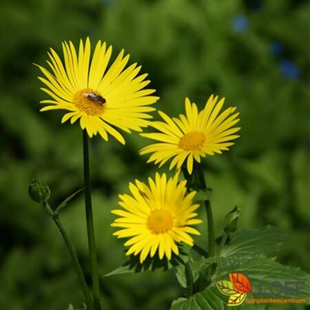 Doronicum orientale P9 - afbeelding 3