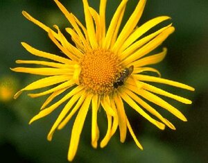 Doronicum orientale P9 - afbeelding 4