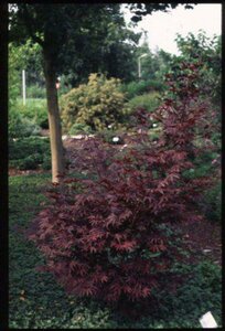 Acer palmatum 'Fireglow' 300/350 C. Solitair - afbeelding 1