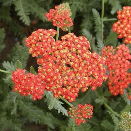 Achillea 'Safran' P9