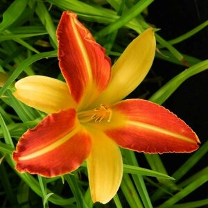 Hemerocallis 'Frans Hals' P9 - afbeelding 2