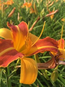 Hemerocallis 'Frans Hals' P9 - afbeelding 6