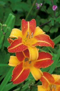 Hemerocallis 'Frans Hals' P9 - afbeelding 4