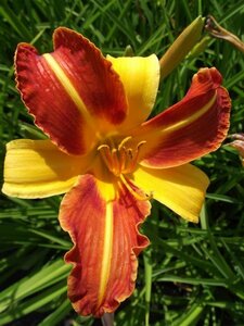 Hemerocallis 'Frans Hals' P9 - afbeelding 5