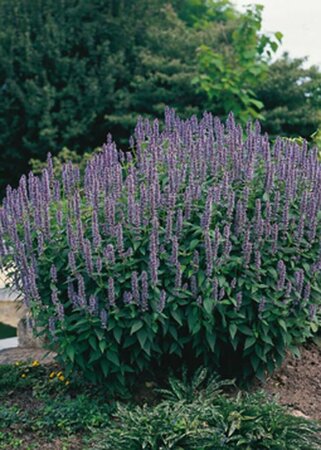 Agastache 'Blue Fortune' P9 - afbeelding 3