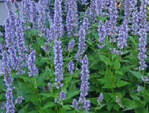 Agastache 'Blue Fortune' P9 - afbeelding 1