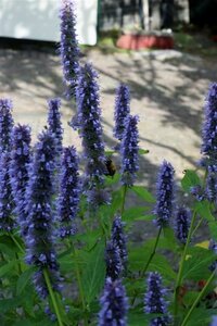 Agastache 'Blue Fortune' P9 - afbeelding 4