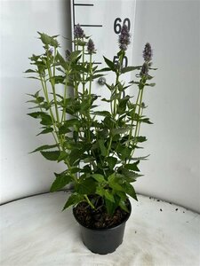 Agastache 'Blue Fortune' P9 - afbeelding 6