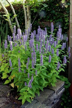 Agastache 'Blue Fortune' P9 - afbeelding 2