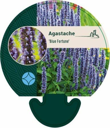 Agastache 'Blue Fortune' P9 - afbeelding 5