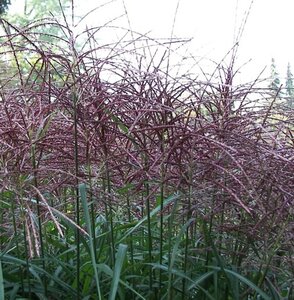 Miscanthus sinensis 'Malepartus' P9 - afbeelding 3