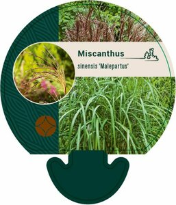 Miscanthus sinensis 'Malepartus' P9 - afbeelding 2