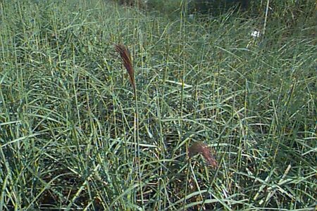 Miscanthus sinensis 'Malepartus' P9 - afbeelding 1