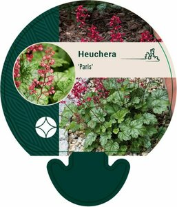 Heuchera 'Paris' P9 - afbeelding 3