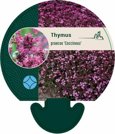 Thymus praecox 'Coccineus' P9 - afbeelding 3